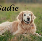 Sadie Pelle. 2004-2015